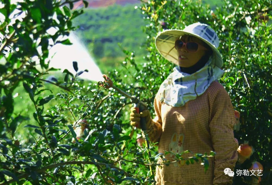 致富种植弥勒香椿视频_弥勒种植香椿致富_云南弥勒香椿种植