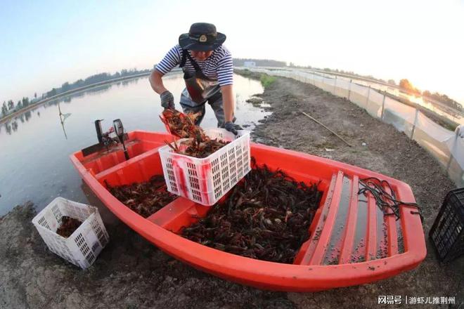 养殖泥鳅的技术_新手养殖泥鳅技术_养殖新手泥鳅技术视频