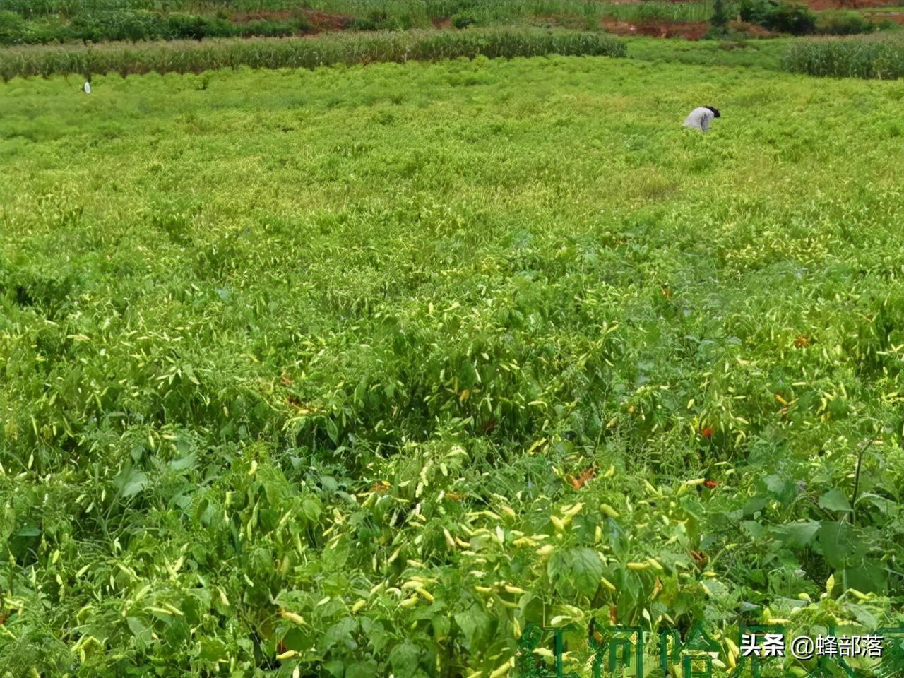 农业种植水果致富项目_农民水果种植致富新门路_致富创业网搞种植水果