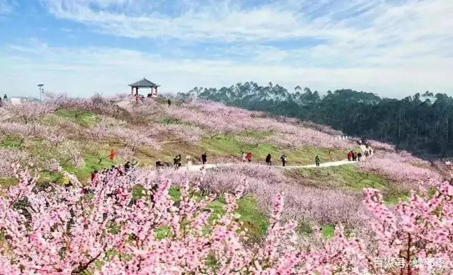 种植商致富项目_种植致富业_种植致富新项目