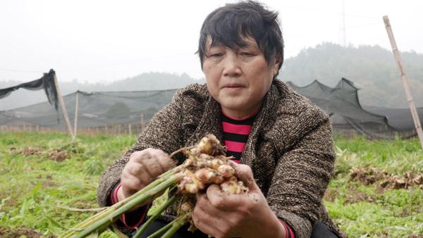 农村种植生姜致富_农村生姜栽培种植技术_致富经生姜种植技术视频