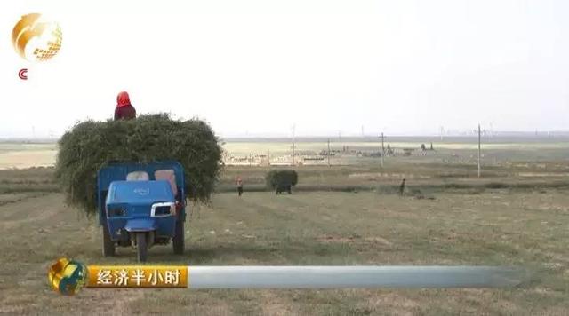 致富经养猪场_致富经四川沙地养猪_致富养猪场