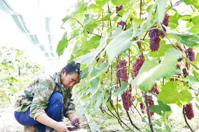 养猪致富路_致富经四川沙地养猪_四川养猪