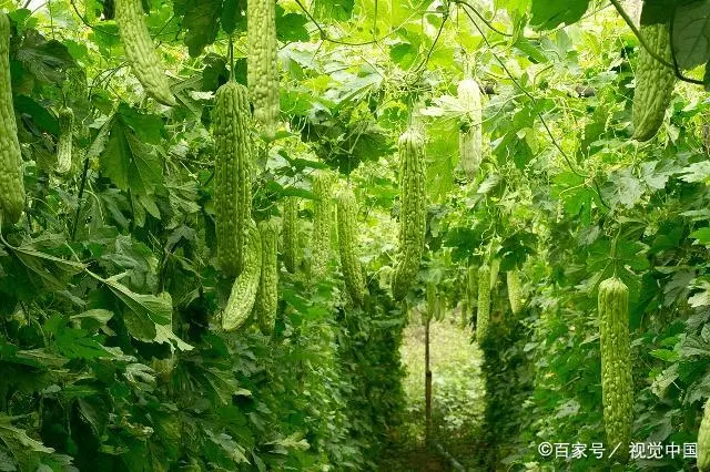 苗苦瓜室内种植技术视频_苦瓜苗的种植方法_室内苦瓜苗种植技术