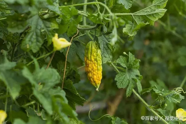 苗苦瓜室内种植技术视频_苦瓜苗的种植方法_室内苦瓜苗种植技术