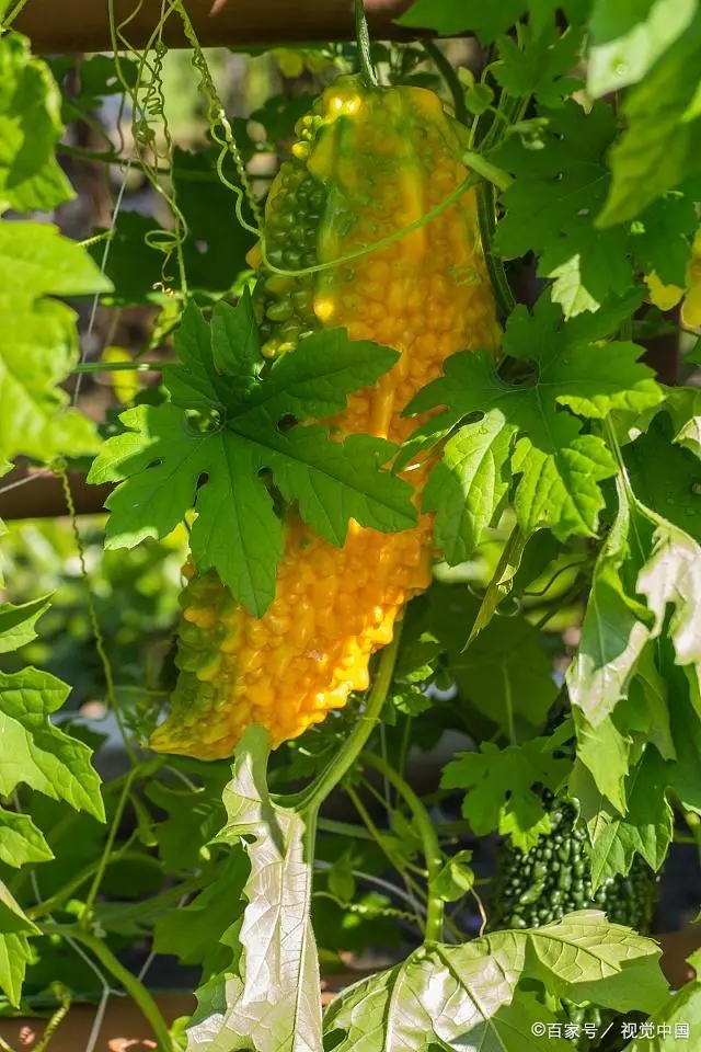 苦瓜苗的种植方法_苗苦瓜室内种植技术视频_室内苦瓜苗种植技术