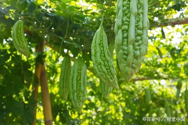 苦瓜苗的种植方法_苗苦瓜室内种植技术视频_室内苦瓜苗种植技术