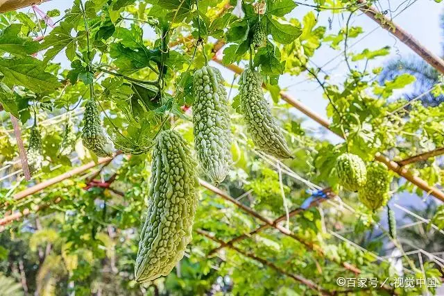 苗苦瓜室内种植技术视频_苦瓜苗的种植方法_室内苦瓜苗种植技术