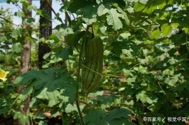 苗苦瓜室内种植技术视频_苦瓜苗的种植方法_室内苦瓜苗种植技术