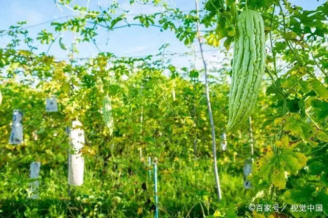 苗苦瓜室内种植技术视频_室内苦瓜苗种植技术_苦瓜苗的种植方法