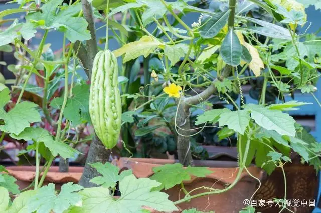 室内苦瓜苗种植技术_苗苦瓜室内种植技术视频_苦瓜苗的种植方法