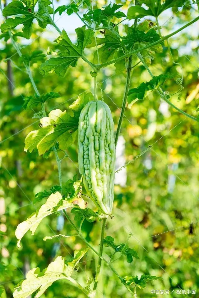 苗苦瓜室内种植技术视频_苦瓜苗的种植方法_室内苦瓜苗种植技术