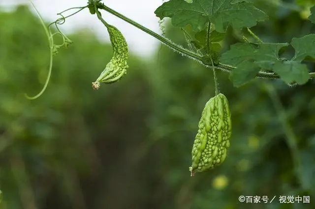 苦瓜苗的种植方法_苗苦瓜室内种植技术视频_室内苦瓜苗种植技术