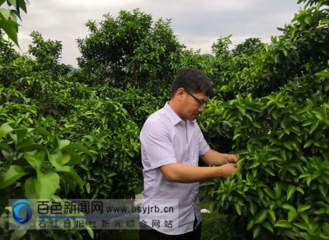 返乡种植致富果 带领村民奔富路