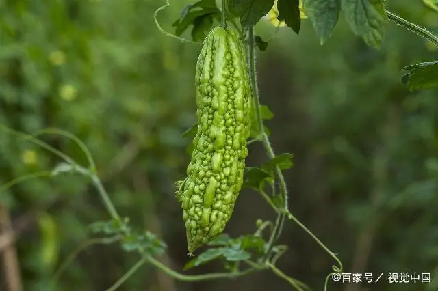 室内苦瓜苗种植技术_苗苦瓜室内种植技术要点_苗苦瓜室内种植技术视频