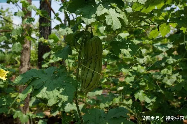 室内苦瓜苗种植技术_苗苦瓜室内种植技术视频_苗苦瓜室内种植技术要点