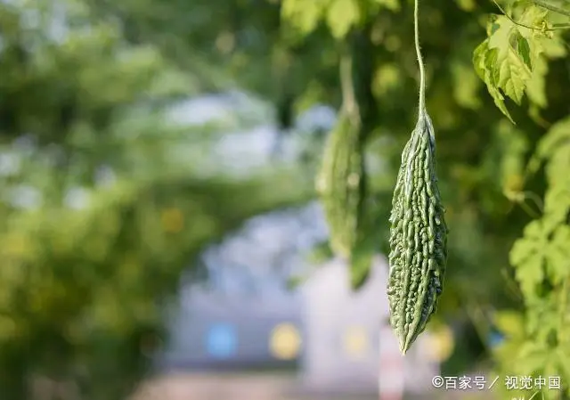 室内苦瓜苗种植技术_苗苦瓜室内种植技术视频_苗苦瓜室内种植技术要点