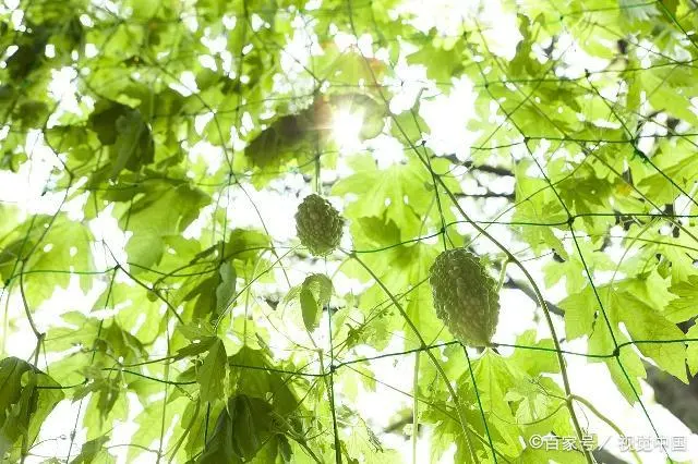 室内苦瓜苗种植技术_苗苦瓜室内种植技术要点_苗苦瓜室内种植技术视频