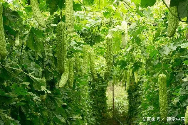 苗苦瓜室内种植技术要点_室内苦瓜苗种植技术_苗苦瓜室内种植技术视频