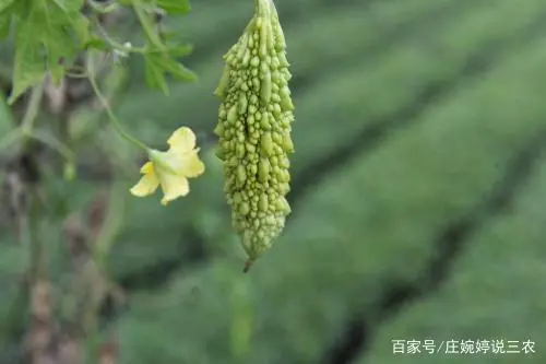 室内苦瓜苗种植技术_苗苦瓜室内种植技术与管理_苗苦瓜室内种植技术视频