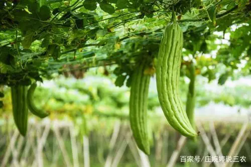 室内苦瓜苗种植技术_苗苦瓜室内种植技术视频_苗苦瓜室内种植技术与管理