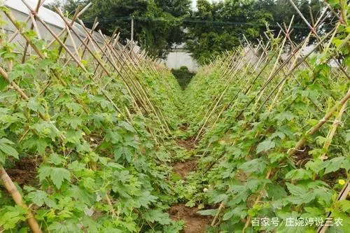 室内苦瓜苗种植技术_苗苦瓜室内种植技术视频_苗苦瓜室内种植技术与管理