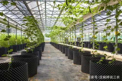 室内苦瓜苗种植技术_苗苦瓜室内种植技术视频_苗苦瓜室内种植技术与管理