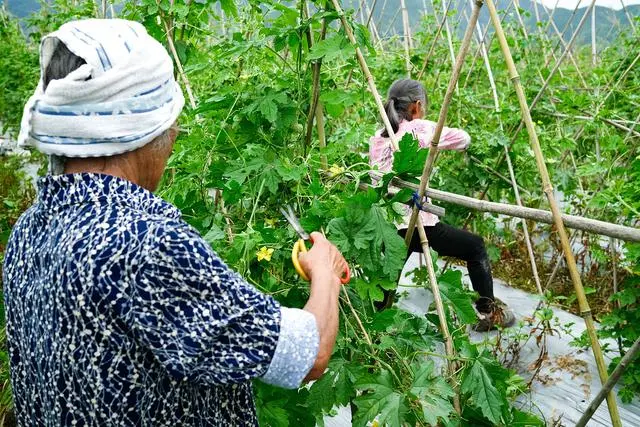 室内苦瓜苗种植技术_苦瓜苗图片_苗苦瓜室内种植技术要点