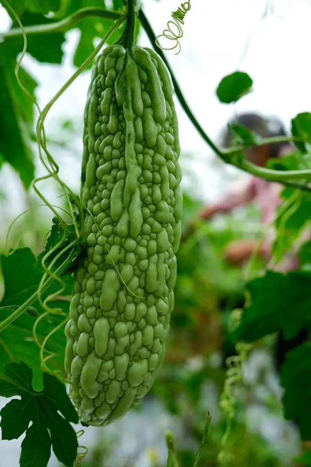 苦瓜苗图片_苗苦瓜室内种植技术要点_室内苦瓜苗种植技术