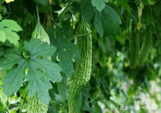 室内苦瓜苗种植技术_苦瓜苗的种植方法_苦瓜苗图片