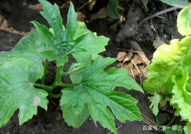 苦瓜苗图片_苦瓜苗的种植方法_室内苦瓜苗种植技术