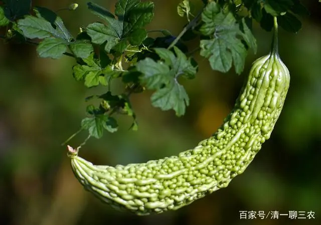 苦瓜苗图片_苦瓜苗的种植方法_室内苦瓜苗种植技术