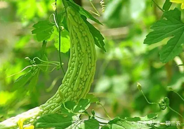 苦瓜苗图片_苦瓜苗的种植方法_室内苦瓜苗种植技术