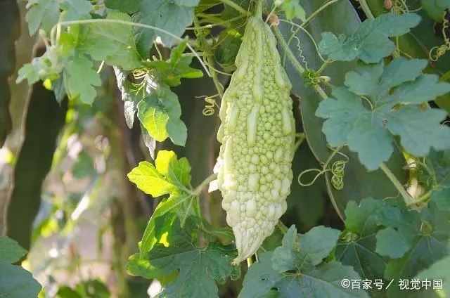 苗苦瓜室内种植技术视频_室内苦瓜苗种植技术_苗苦瓜室内种植技术与管理