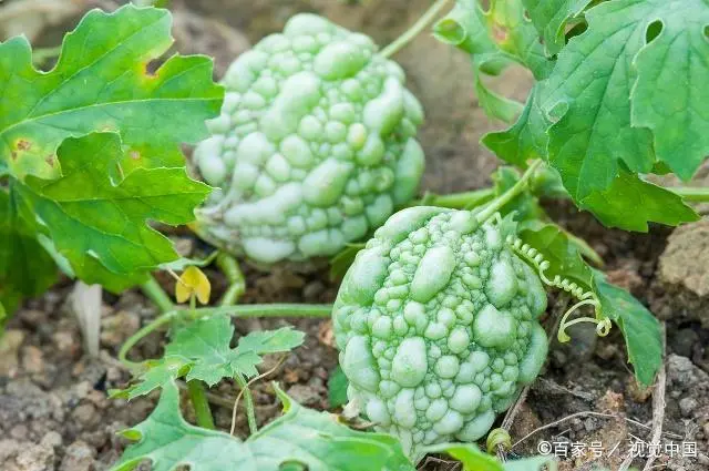 苗苦瓜室内种植技术视频_苗苦瓜室内种植技术与管理_室内苦瓜苗种植技术