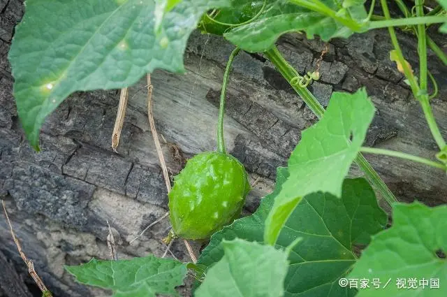 苗苦瓜室内种植技术视频_苗苦瓜室内种植技术与管理_室内苦瓜苗种植技术