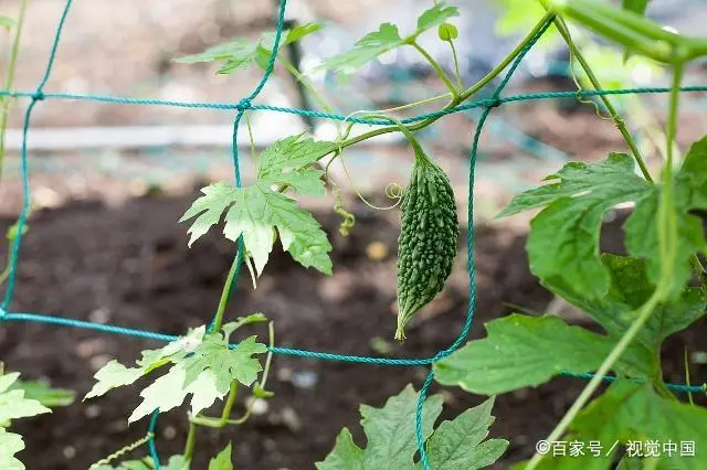 苗苦瓜室内种植技术与管理_苗苦瓜室内种植技术视频_室内苦瓜苗种植技术