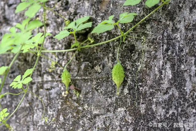 室内苦瓜苗种植技术_苗苦瓜室内种植技术与管理_苗苦瓜室内种植技术视频