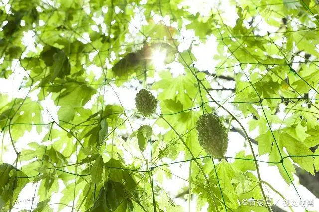 苗苦瓜室内种植技术与管理_苗苦瓜室内种植技术视频_室内苦瓜苗种植技术