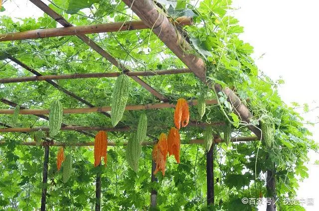 苗苦瓜室内种植技术与管理_苗苦瓜室内种植技术视频_室内苦瓜苗种植技术