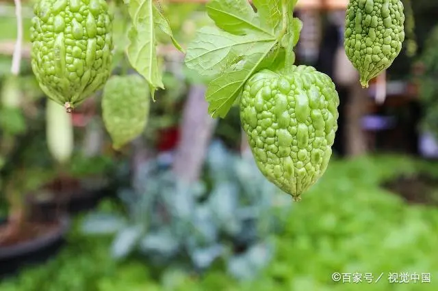 苗苦瓜室内种植技术与管理_室内苦瓜苗种植技术_苗苦瓜室内种植技术视频