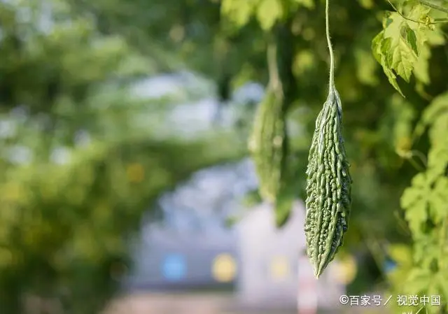 室内苦瓜苗种植技术_苗苦瓜室内种植技术视频_苗苦瓜室内种植技术与管理