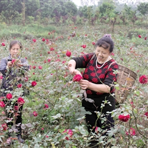 种花致富经_致富种植花苗图片大全_种植花苗致富