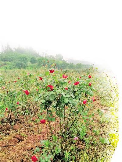 种植花苗致富_致富种植花苗图片大全_种花致富经