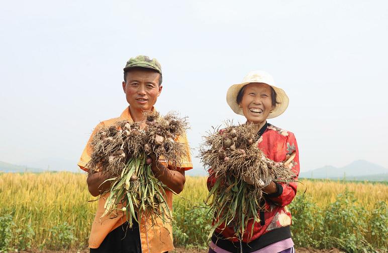 洋大蒜种植_种植西洋蒜致富_西洋种植技术视频