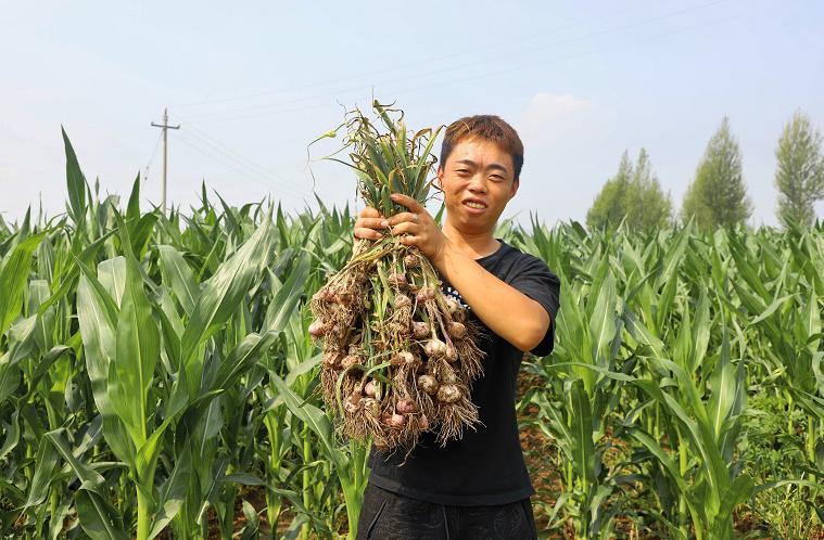 种植西洋蒜致富_洋大蒜种植_西洋种植技术视频