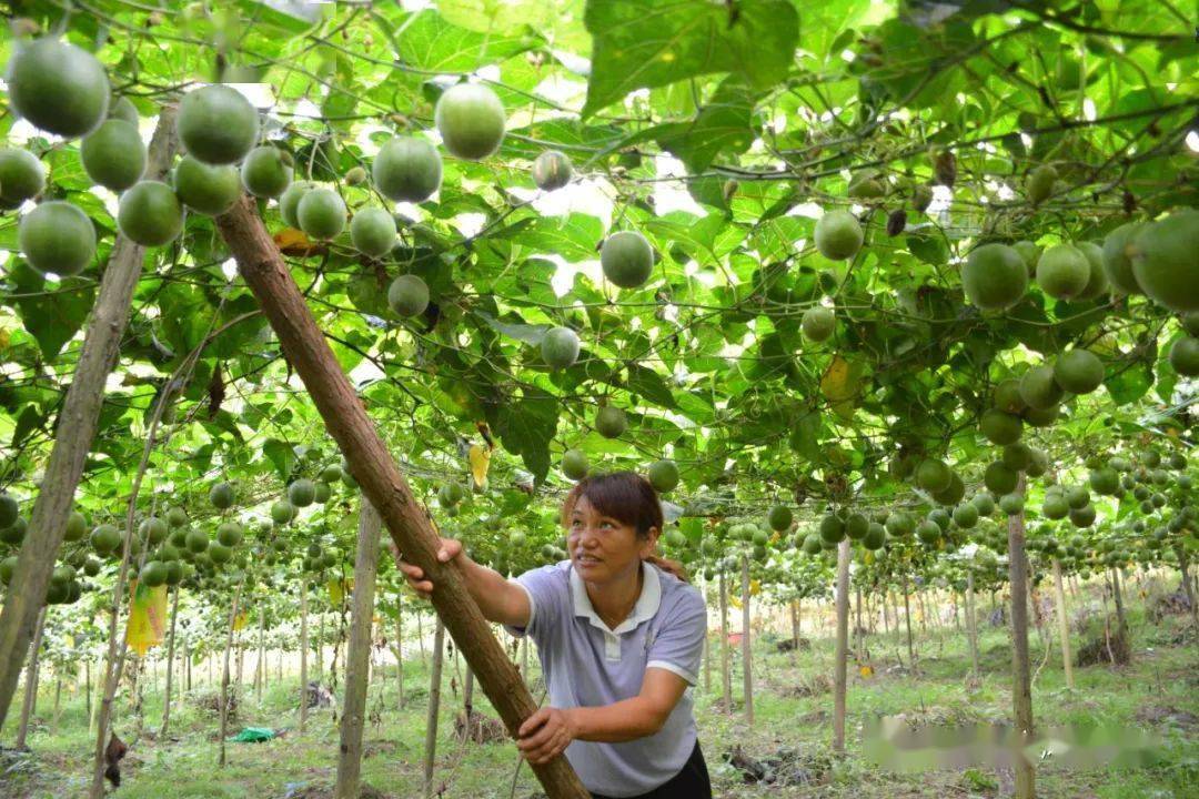 【献礼70周年县庆·人物访谈篇之五十五】彭燕芳：昔日“撂荒地” 今朝果飘香