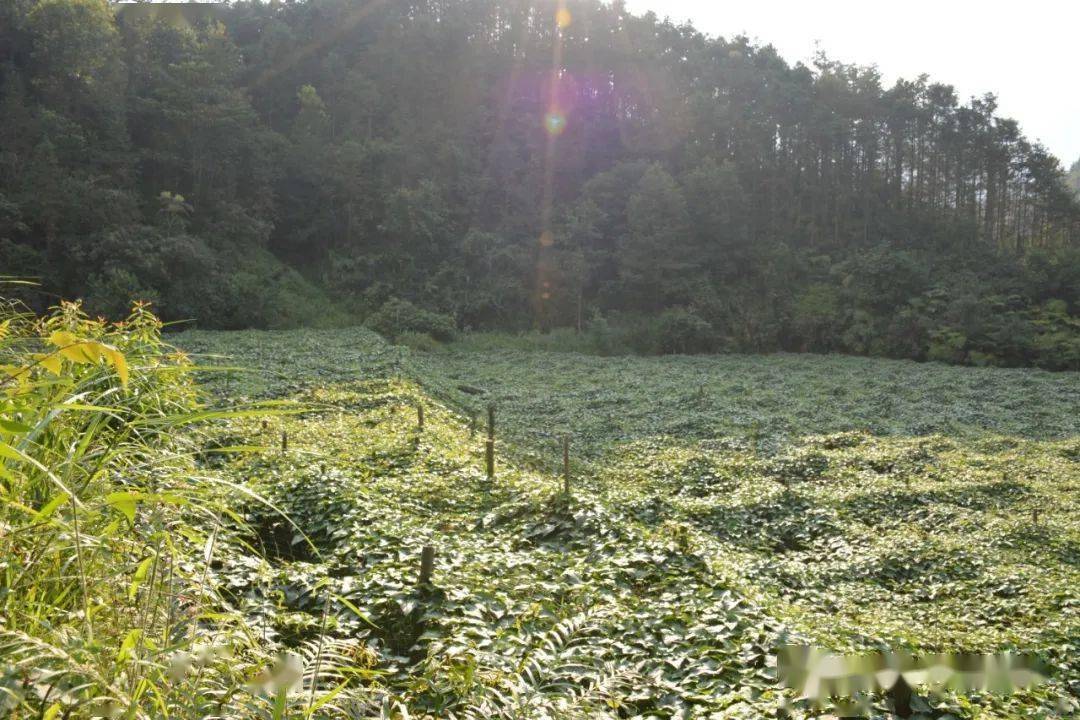 永福养殖_致富种植视频全集_永福种植致富