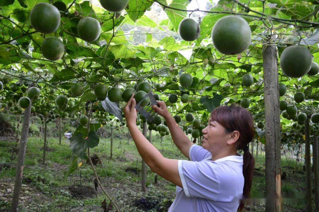 致富种植视频全集_永福种植致富_永福养殖