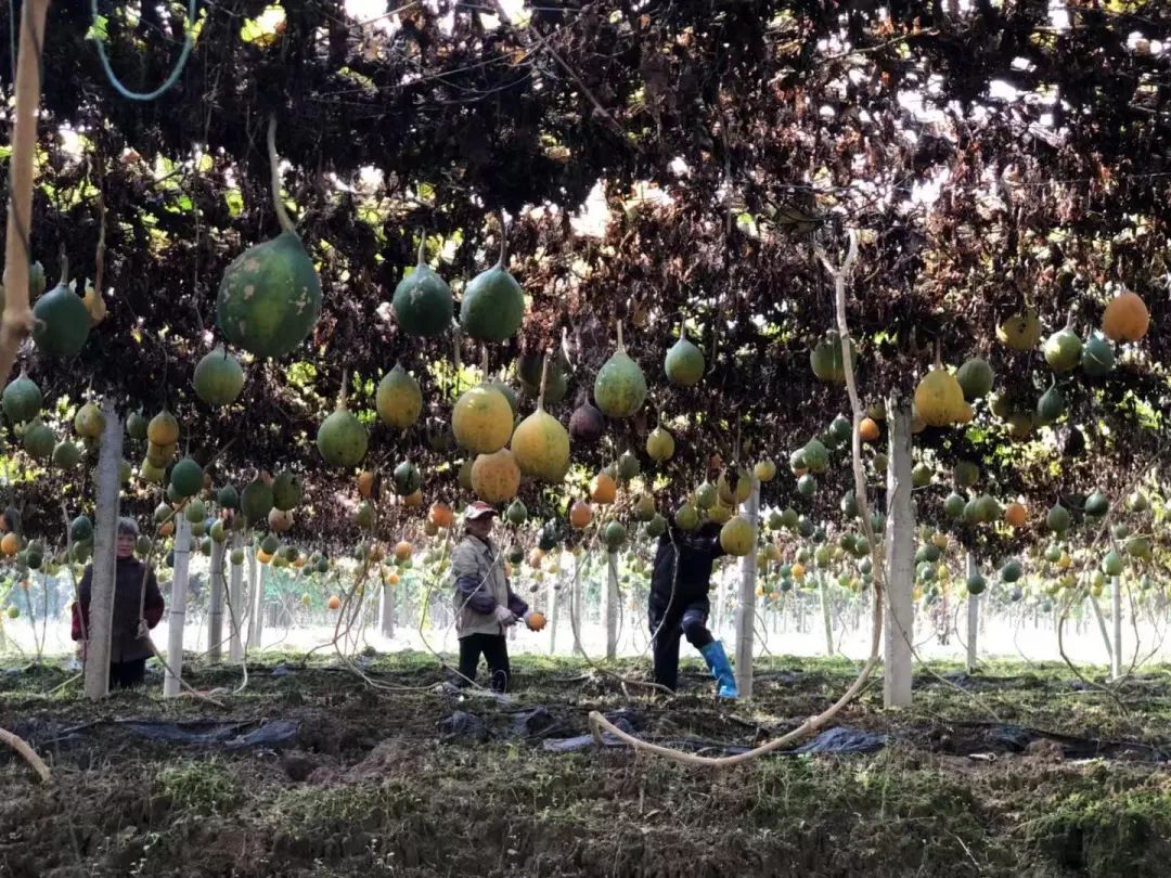 种植瓜萎致富_瓜萎亩产量_瓜萎种植技术